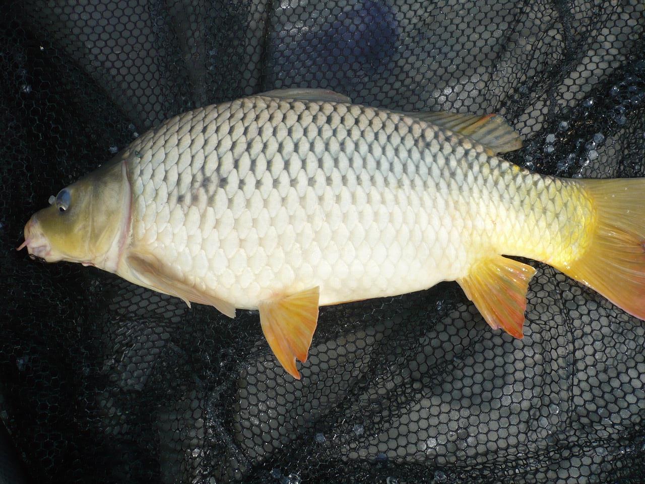 MV2 - 06.IUN.2014 - p1020447.JPG